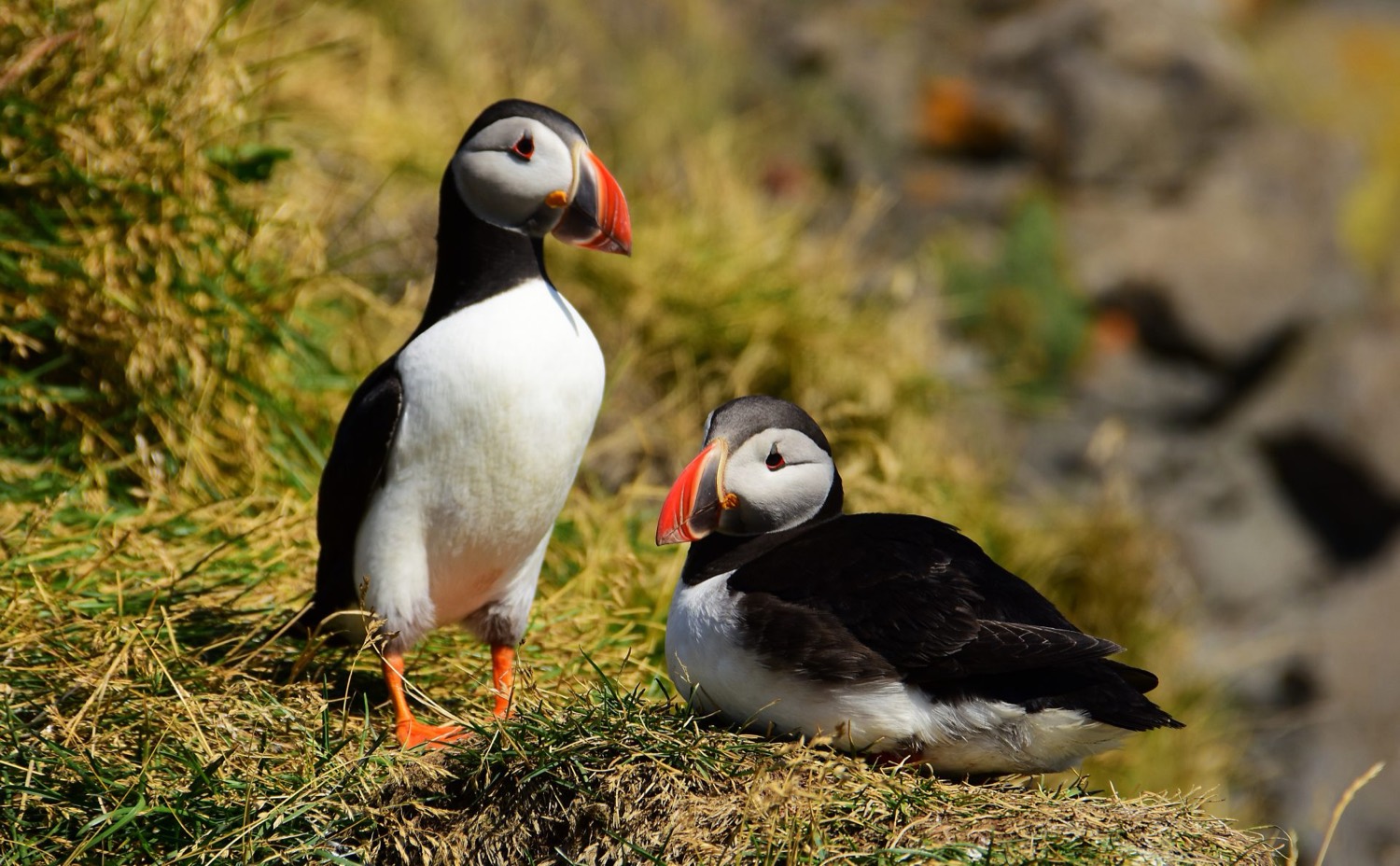 Puffins at Dyrhólaey