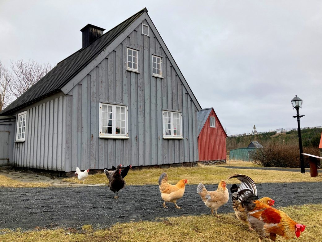 Icelandic hens at Árbæjarsafn